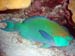 Ember Parrotfish