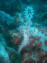 Ornate Ghost Pipefish Koh Doc Mai Divesites Phuket Thailand