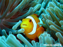 anenome fish