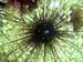 Diadema Spiny Sea Urchin