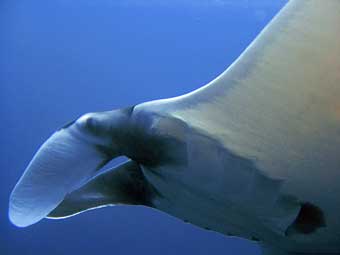 Manta Ray