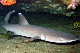 White Tip Shark