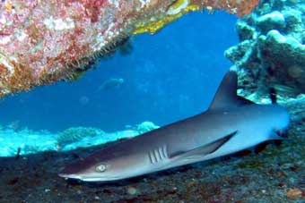 White Tip Reef Shark