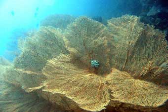 Gorgonian Sea Fan