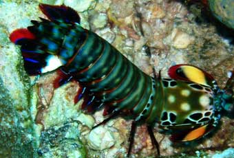 Mantis Shrimp