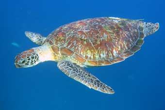 Green Turtle